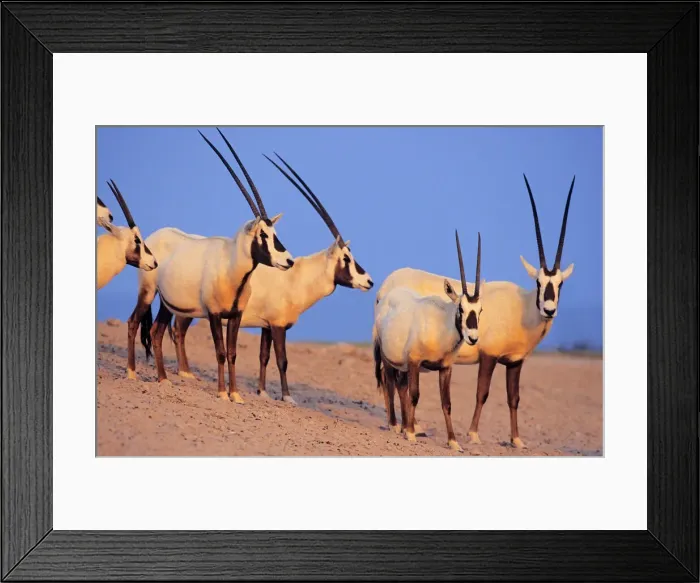 Framed Print : DDE-90025792