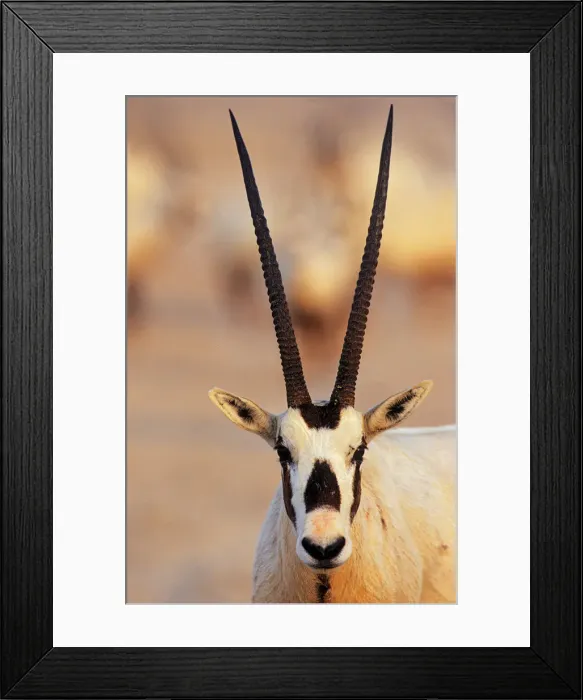 Framed Print : DDE-90025791 Framed Print : DDE-90025791