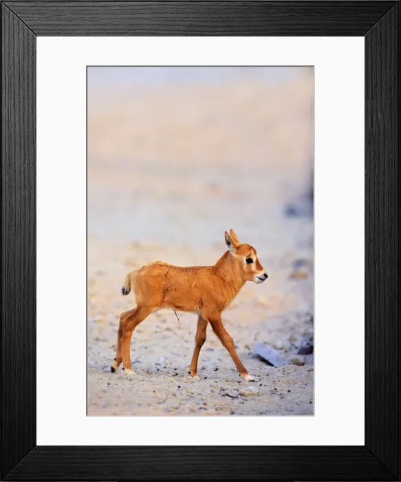 Framed Print : DDE-90025793 Framed Print : DDE-90025793