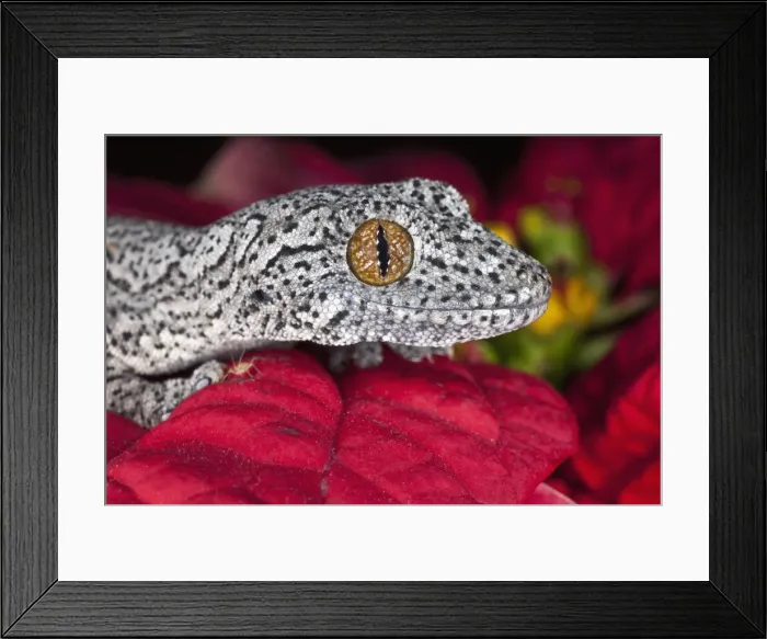 Framed Print : DDE-90025815 Framed Print : DDE-90025815