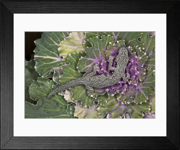 Framed Print : DDE-90025816 Framed Print : DDE-90025816