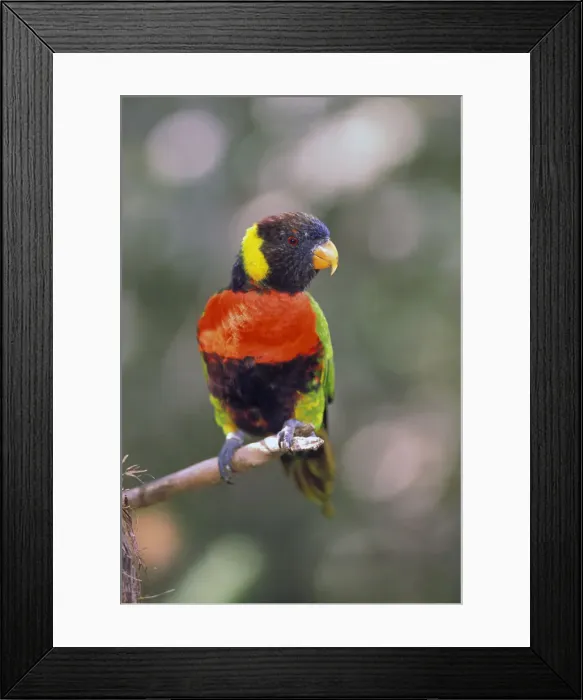 Framed Print : DDE-90025814 Framed Print : DDE-90025814