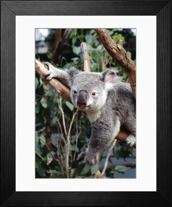Framed Print : DDE-90025821 Framed Print : DDE-90025821