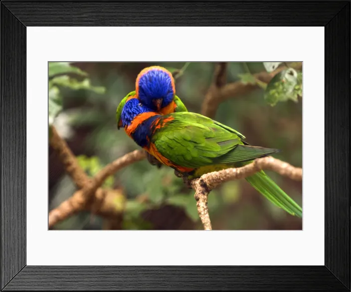 Framed Print : DDE-90025824