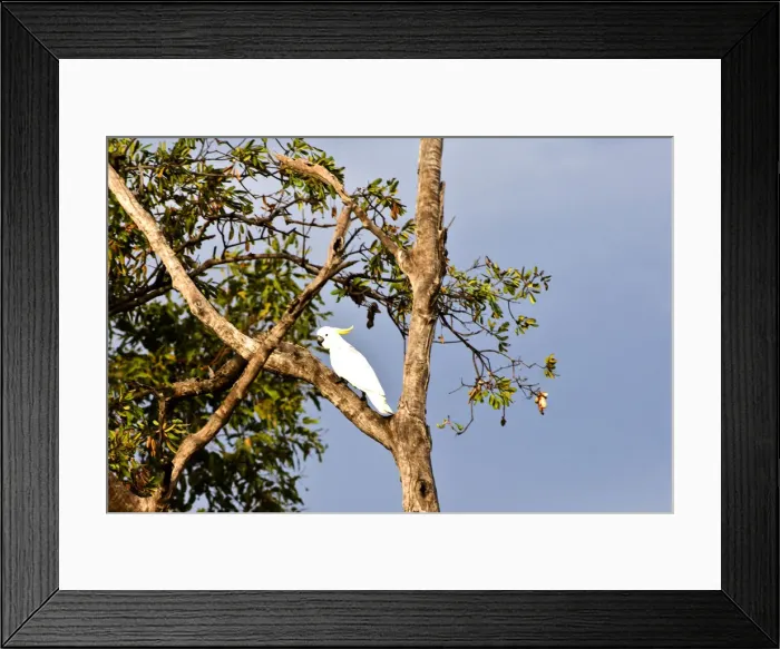 Framed Print : DDE-90025822 Framed Print : DDE-90025822