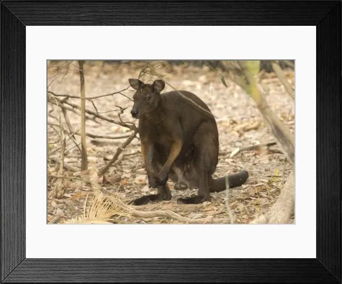 Framed Print : DDE-90025826 Framed Print : DDE-90025826