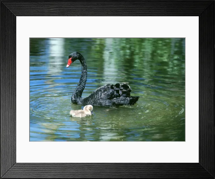 Framed Print : DDE-90025827 Framed Print : DDE-90025827