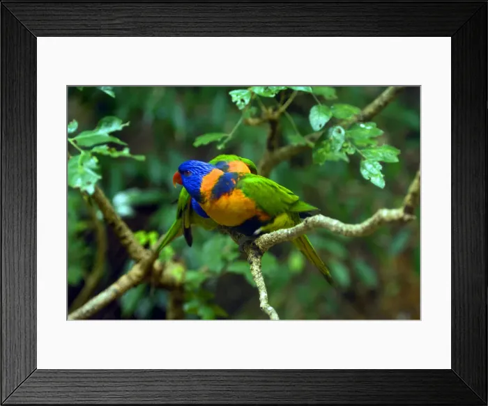 Framed Print : DDE-90025825 Framed Print : DDE-90025825