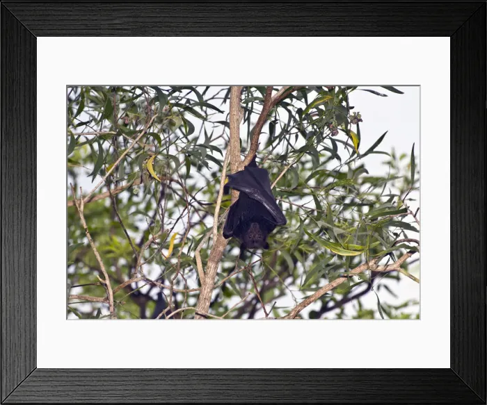 Framed Print : DDE-90025833 Framed Print : DDE-90025833