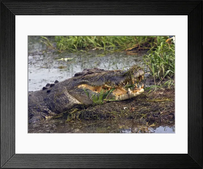 Framed Print : DDE-90025834