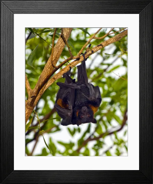 Framed Print : DDE-90025835 Framed Print : DDE-90025835