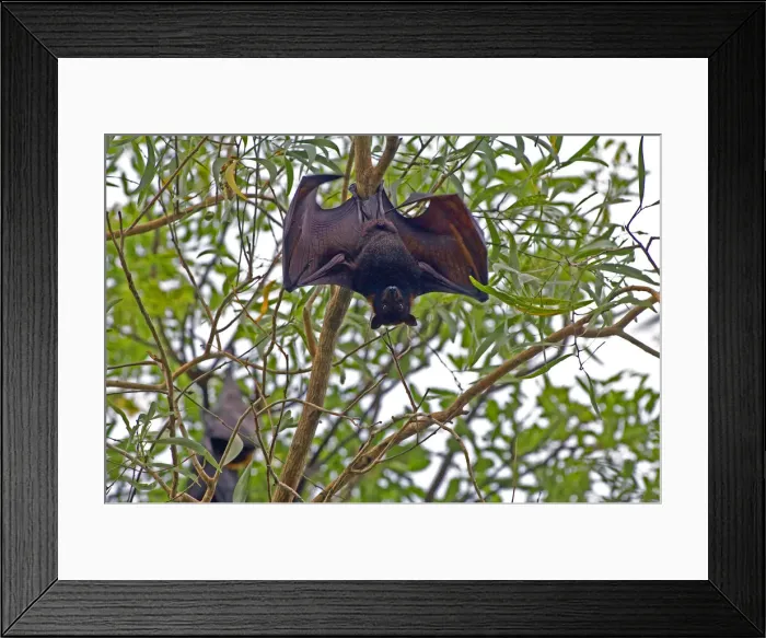 Framed Print : DDE-90025836 Framed Print : DDE-90025836