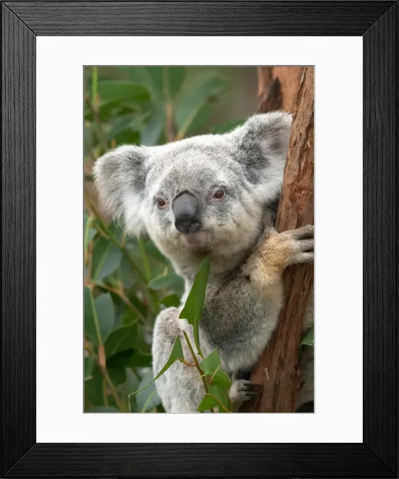 Framed Print : DDE-90025841 Framed Print : DDE-90025841