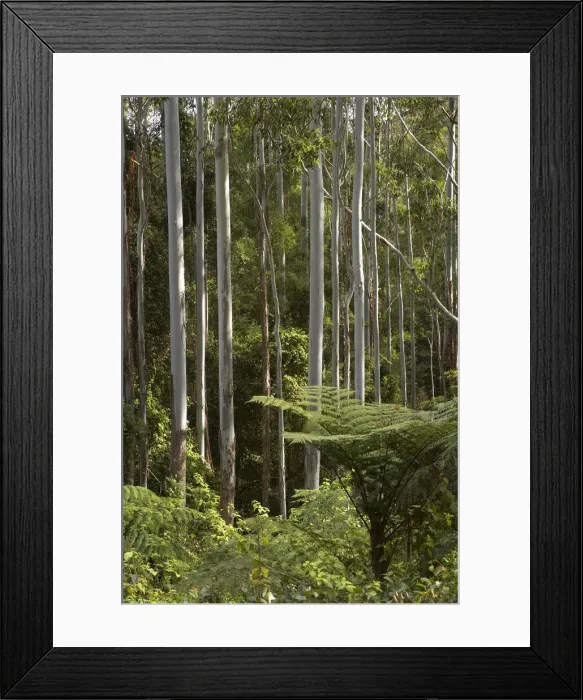 Framed Print : DDE-90025868 Framed Print : DDE-90025868