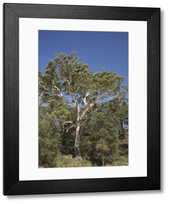 Framed Print : DDE-90025874 Framed Print : DDE-90025874
