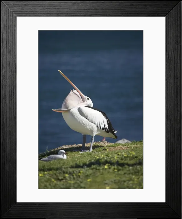 Framed Print : DDE-90025883 Framed Print : DDE-90025883