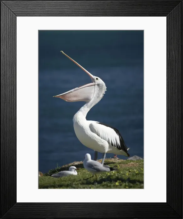 Framed Print : DDE-90025884 Framed Print : DDE-90025884