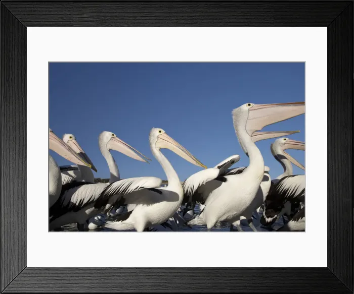 Framed Print : DDE-90025886 Framed Print : DDE-90025886