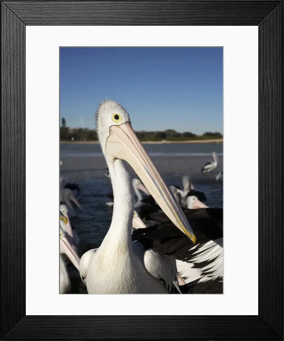 Framed Print : DDE-90025887