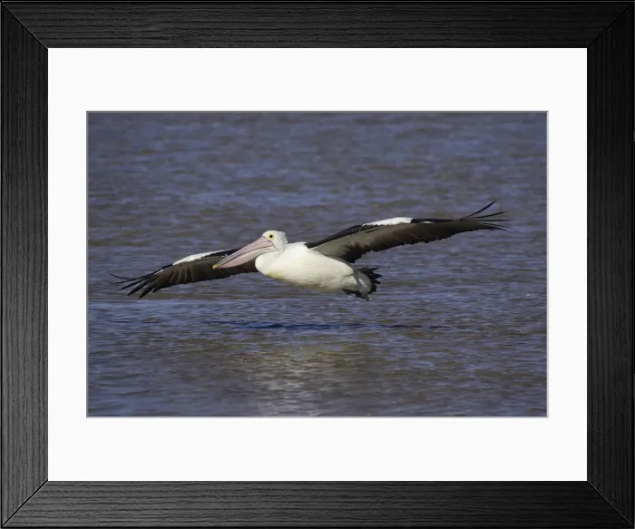Framed Print : DDE-90025889 Framed Print : DDE-90025889