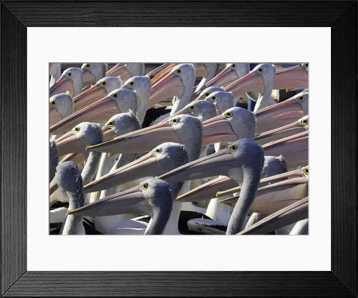 Framed Print : DDE-90025890 Framed Print : DDE-90025890