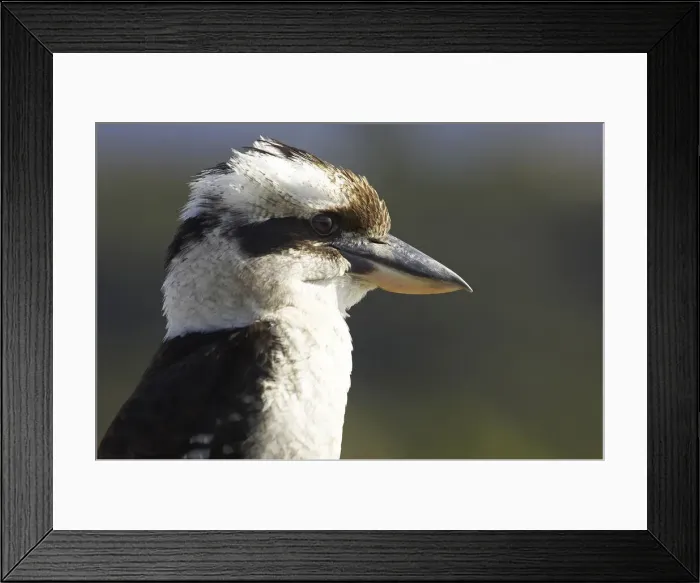 Framed Print : DDE-90025891