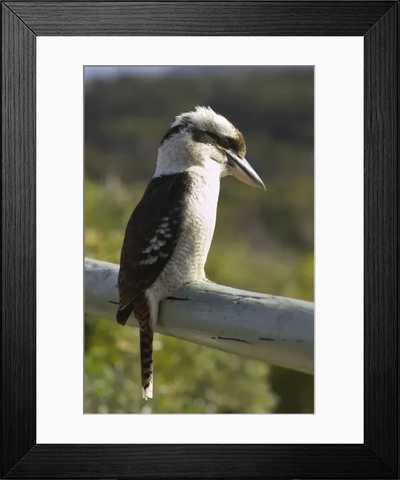 Framed Print : DDE-90025892 Framed Print : DDE-90025892