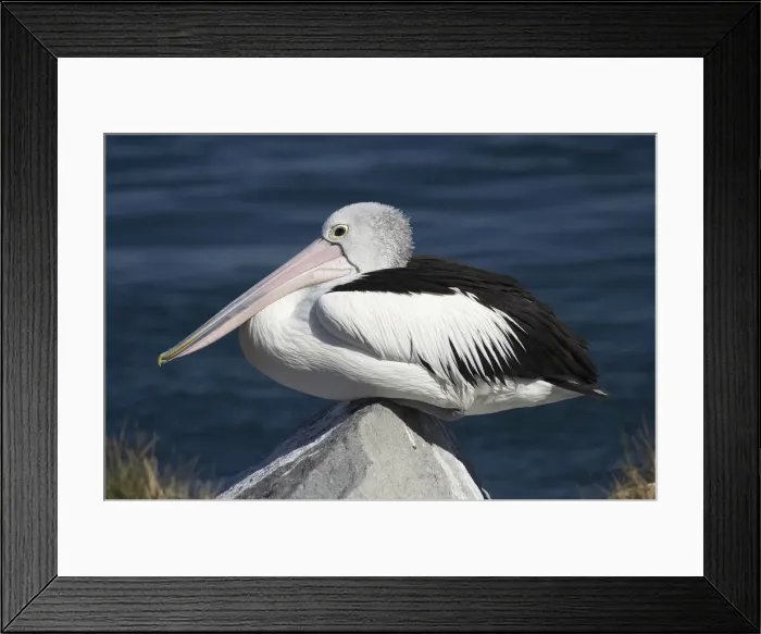 Framed Print : DDE-90025885 Framed Print : DDE-90025885