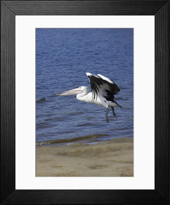Framed Print : DDE-90025894 Framed Print : DDE-90025894