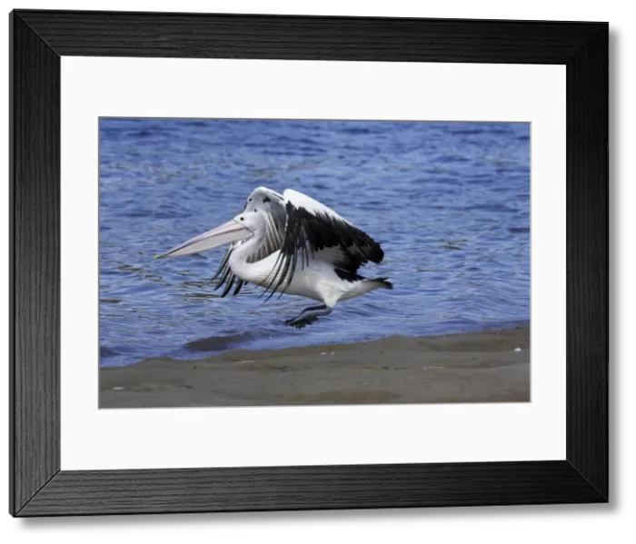 Framed Print : DDE-90025895 Framed Print : DDE-90025895