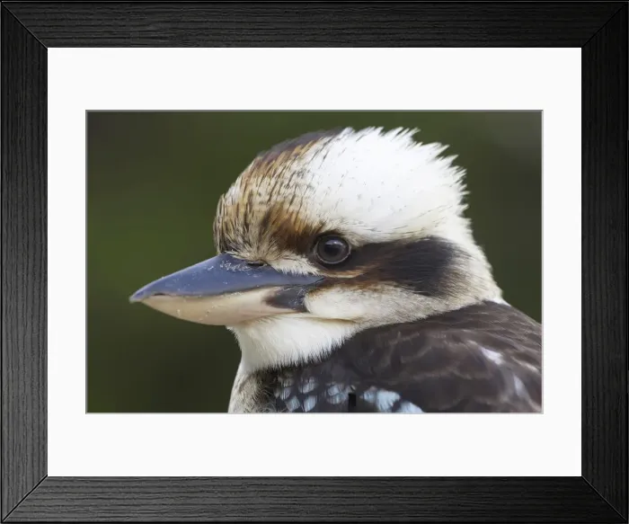 Framed Print : DDE-90025893 Framed Print : DDE-90025893