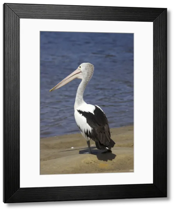 Framed Print : DDE-90025897