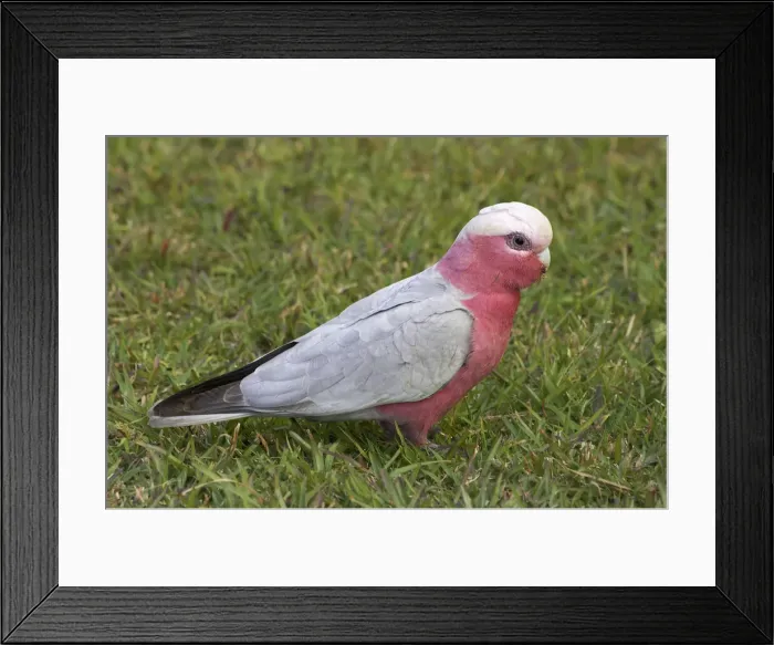 Framed Print : DDE-90025898 Framed Print : DDE-90025898