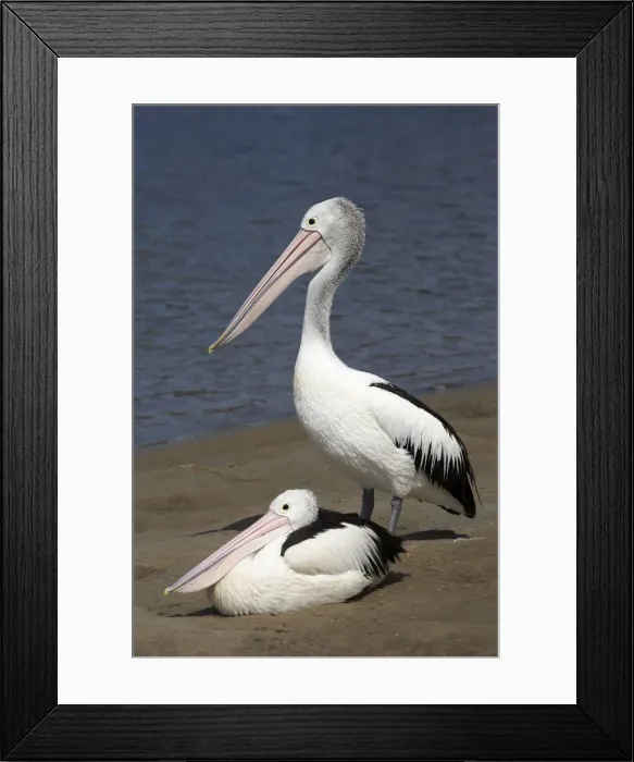Framed Print : DDE-90025899 Framed Print : DDE-90025899