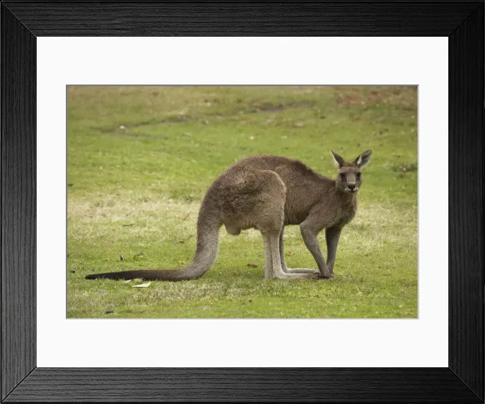 Framed Print : DDE-90025900 Framed Print : DDE-90025900