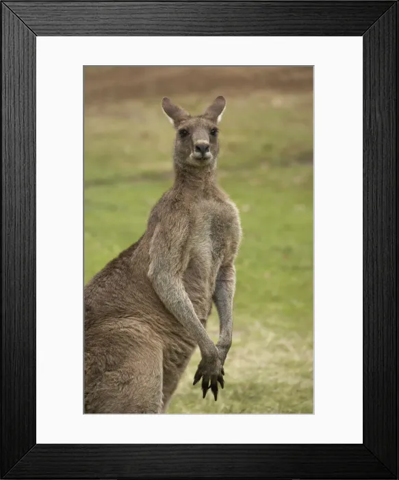 Framed Print : DDE-90025901