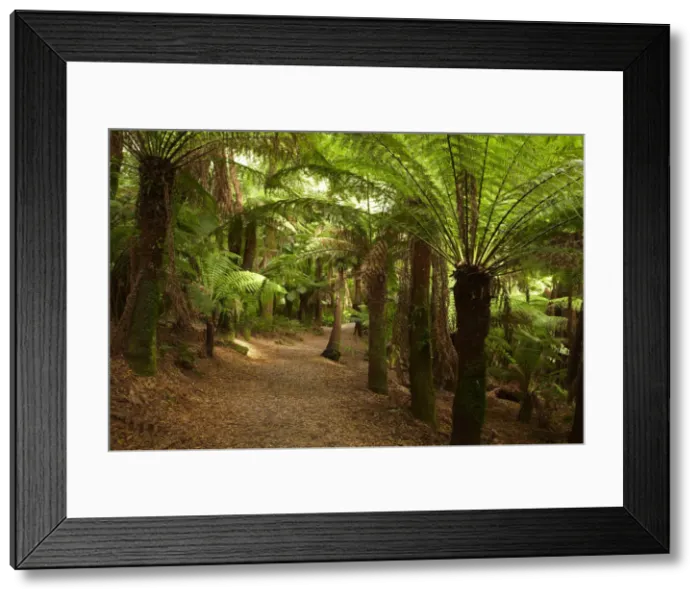 Framed Print : DDE-90025918 Framed Print : DDE-90025918
