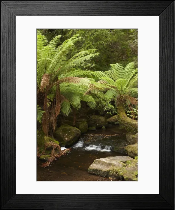 Framed Print : DDE-90025923 Framed Print : DDE-90025923