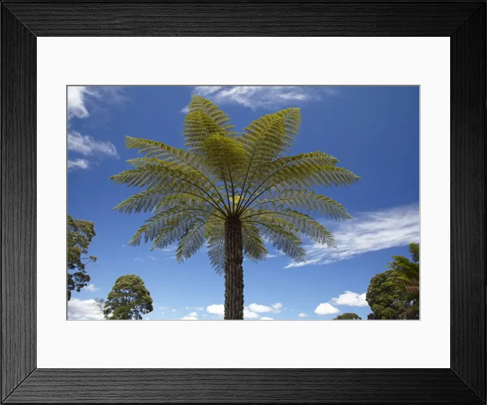 Framed Print : DDE-90025933 Framed Print : DDE-90025933