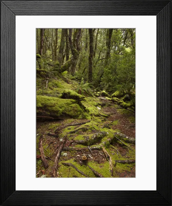 Framed Print : DDE-90025934 Framed Print : DDE-90025934