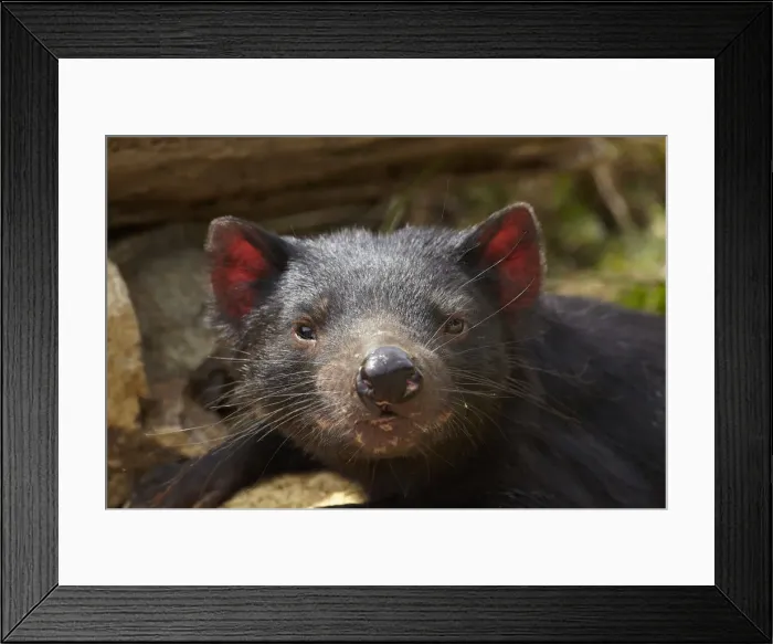 Framed Print : DDE-90025940 Framed Print : DDE-90025940