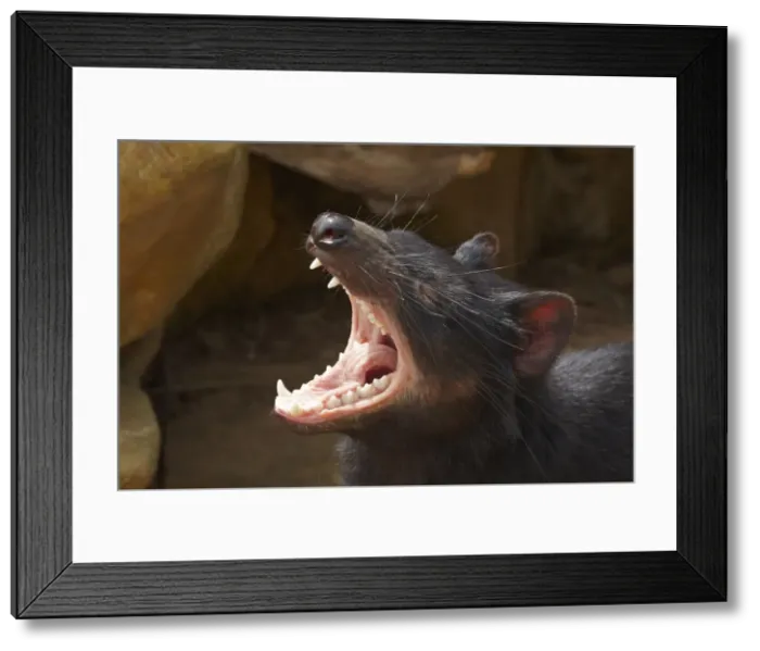 Framed Print : DDE-90025941