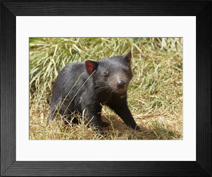 Framed Print : DDE-90025939 Framed Print : DDE-90025939