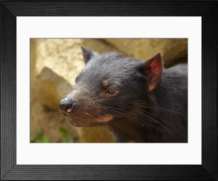 Framed Print : DDE-90025942 Framed Print : DDE-90025942