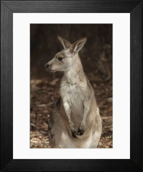 Framed Print : DDE-90025943 Framed Print : DDE-90025943