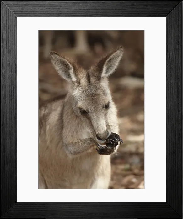 Framed Print : DDE-90025944 Framed Print : DDE-90025944