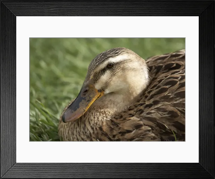 Framed Print : DDE-90025946 Framed Print : DDE-90025946