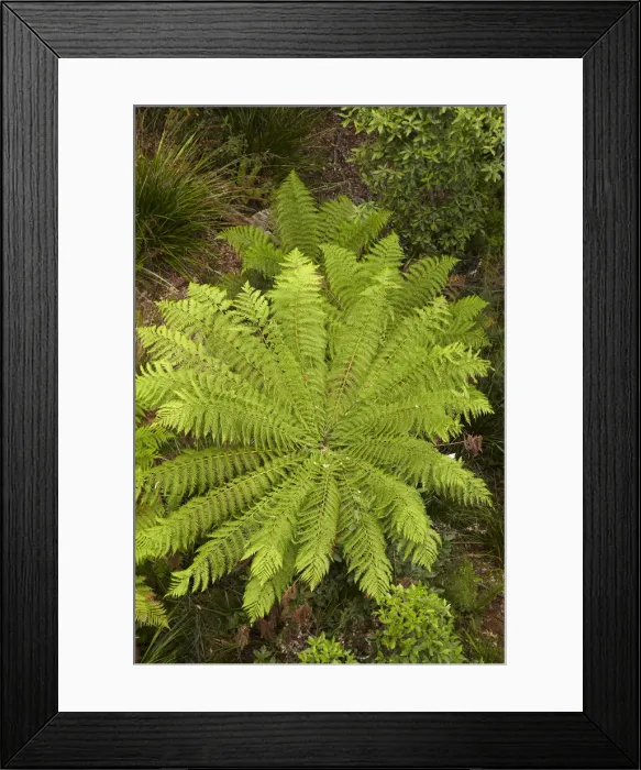 Framed Print : DDE-90025955 Framed Print : DDE-90025955
