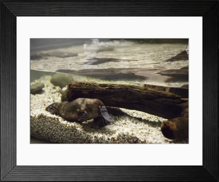 Framed Print : DDE-90025958 Framed Print : DDE-90025958