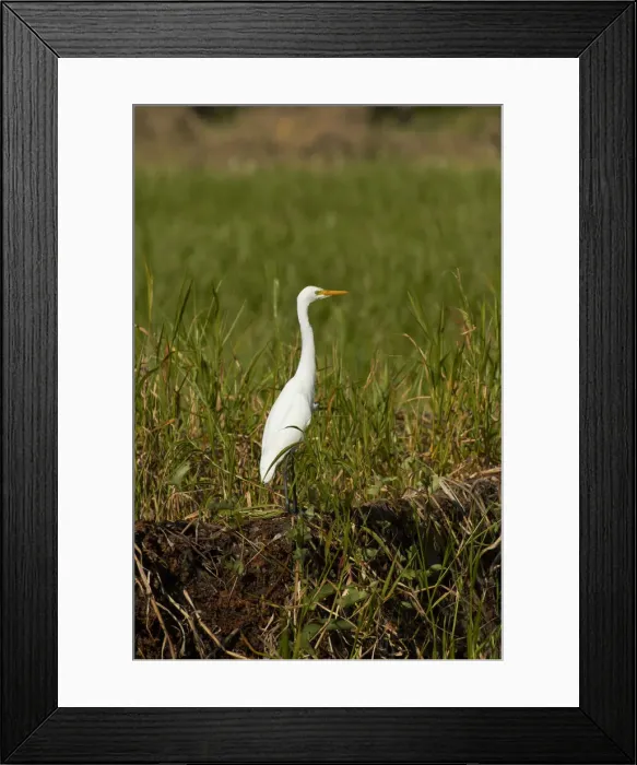 Framed Print : DDE-90025970 Framed Print : DDE-90025970